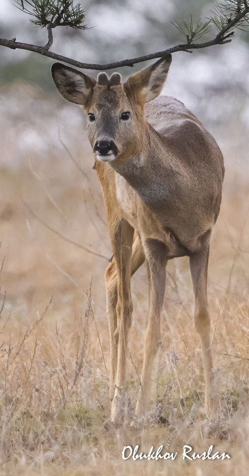 Символ дикої природи Європи: у Дніпрі помітили незвичайних козуль