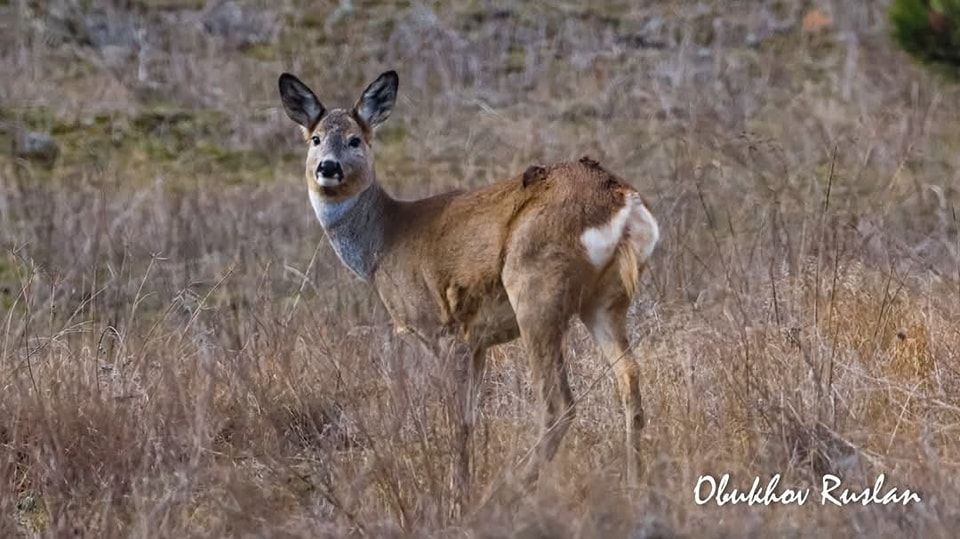 Символ дикої природи Європи: у Дніпрі помітили незвичайних козуль