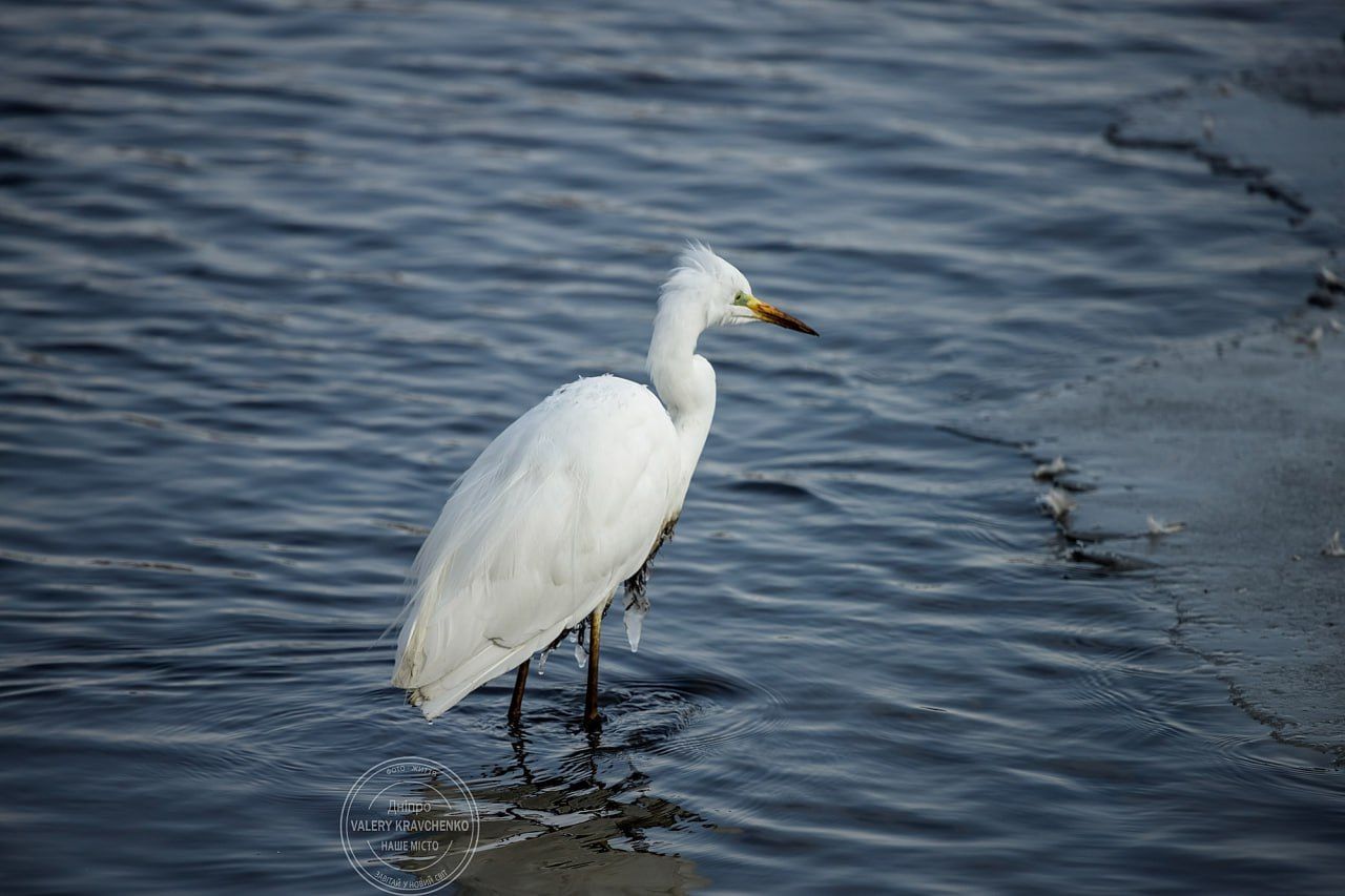 У Дніпрі на Перемозі зимує великий рідкісний птах