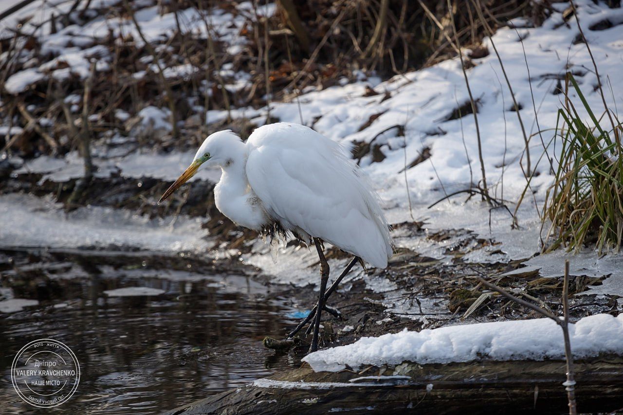 У Дніпрі на Перемозі зимує великий рідкісний птах