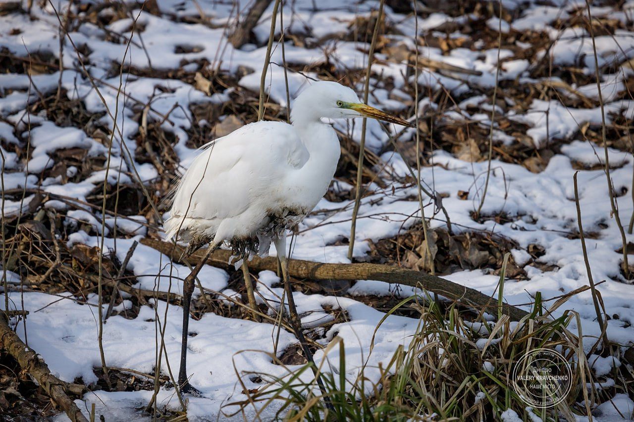 У Дніпрі на Перемозі зимує великий рідкісний птах