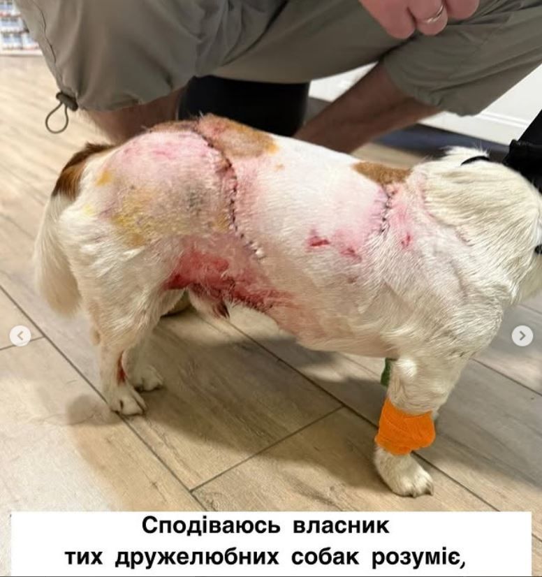 Раненая собака