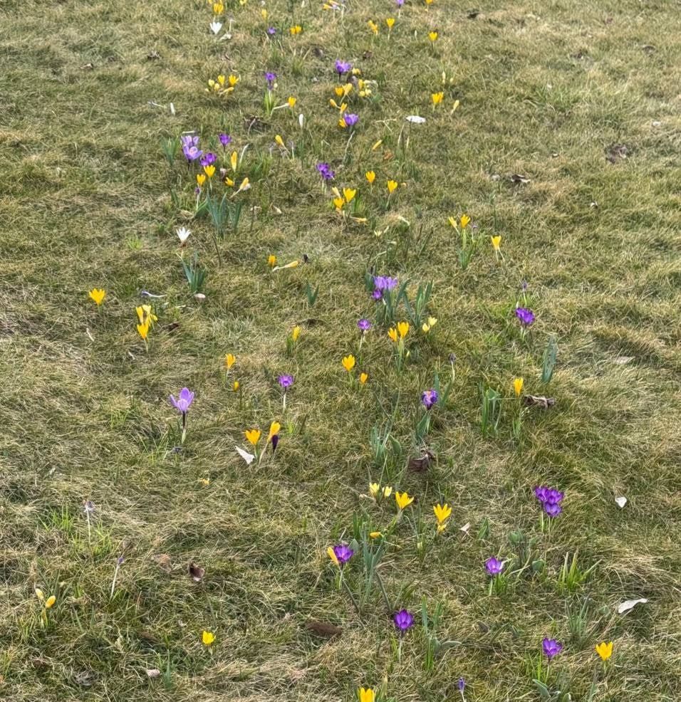 В Днепре на Солнечной Набережной расцвела лужайка краснокнижных цветов