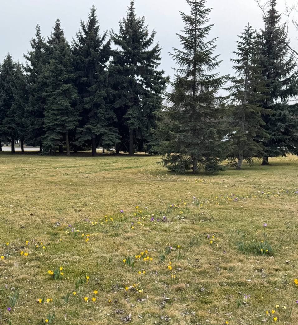 В Днепре на Солнечной Набережной расцвела лужайка краснокнижных цветов