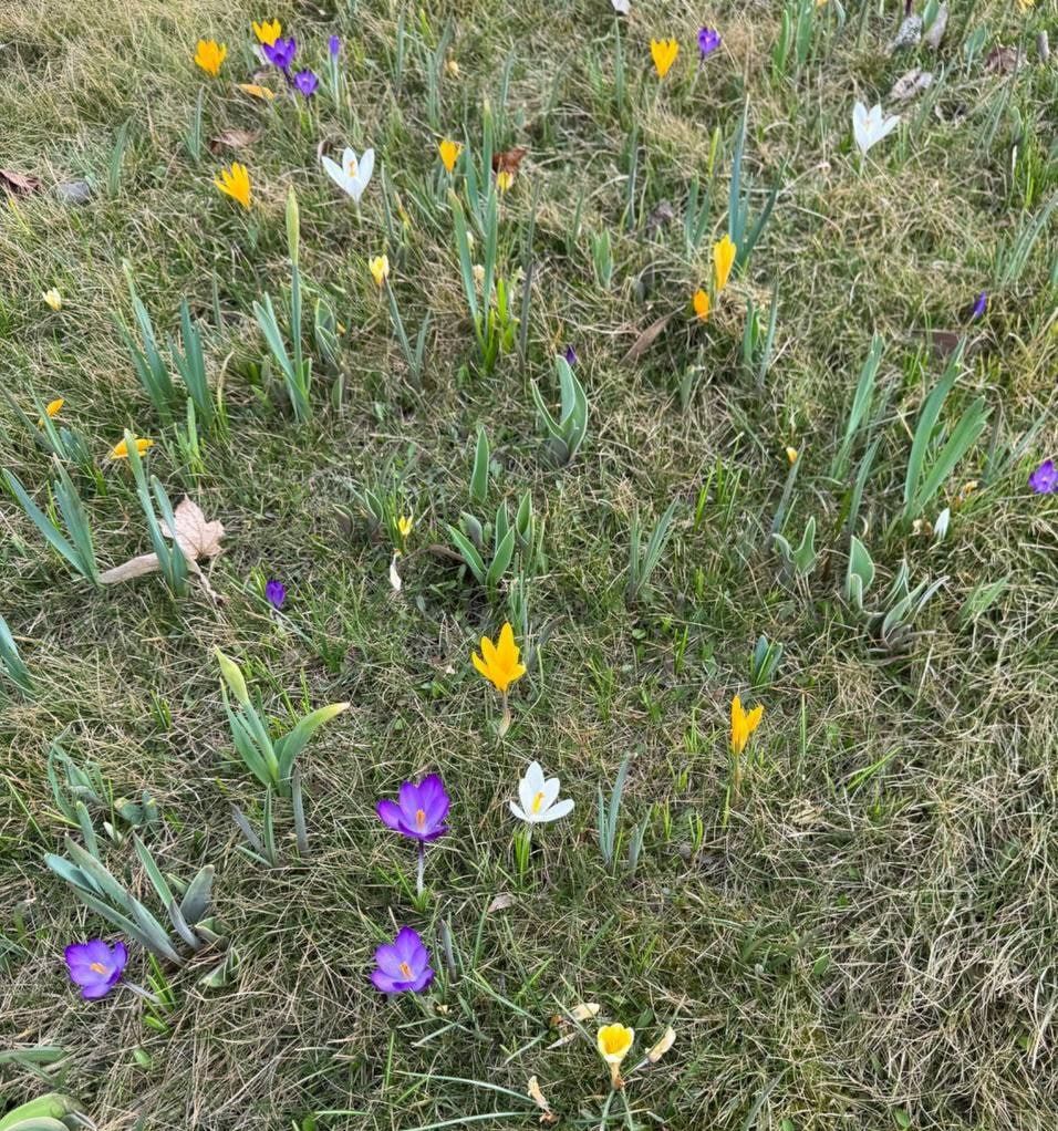 В Днепре на Солнечной Набережной расцвела лужайка краснокнижных цветов