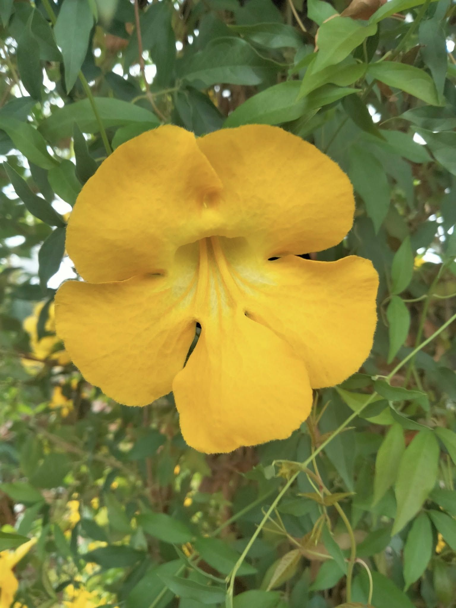В Днепре расцвело тропическое лекарственное растение: где можно увидеть чудо-цветок
