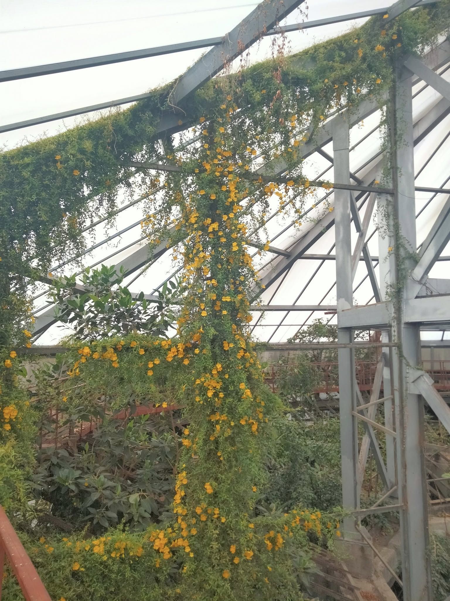 В Днепре расцвело тропическое лекарственное растение: где можно увидеть чудо-цветок