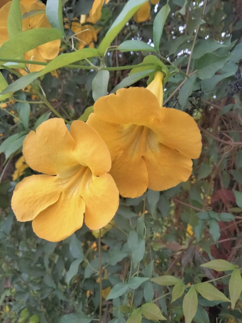 В Днепре расцвело тропическое лекарственное растение: где можно увидеть чудо-цветок
