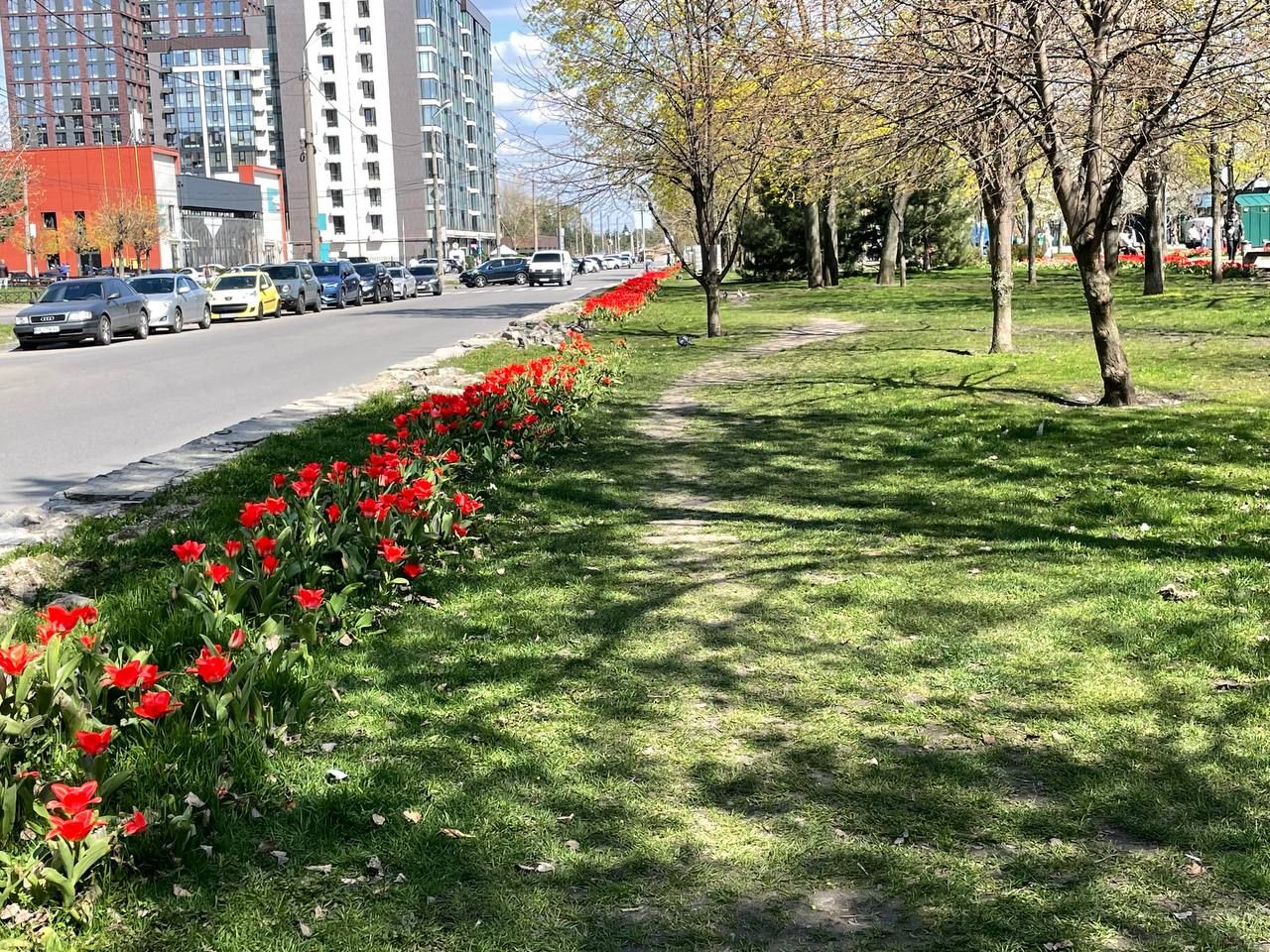 В Днепре на бульваре Славы расцвели аллеи красных тюльпанов