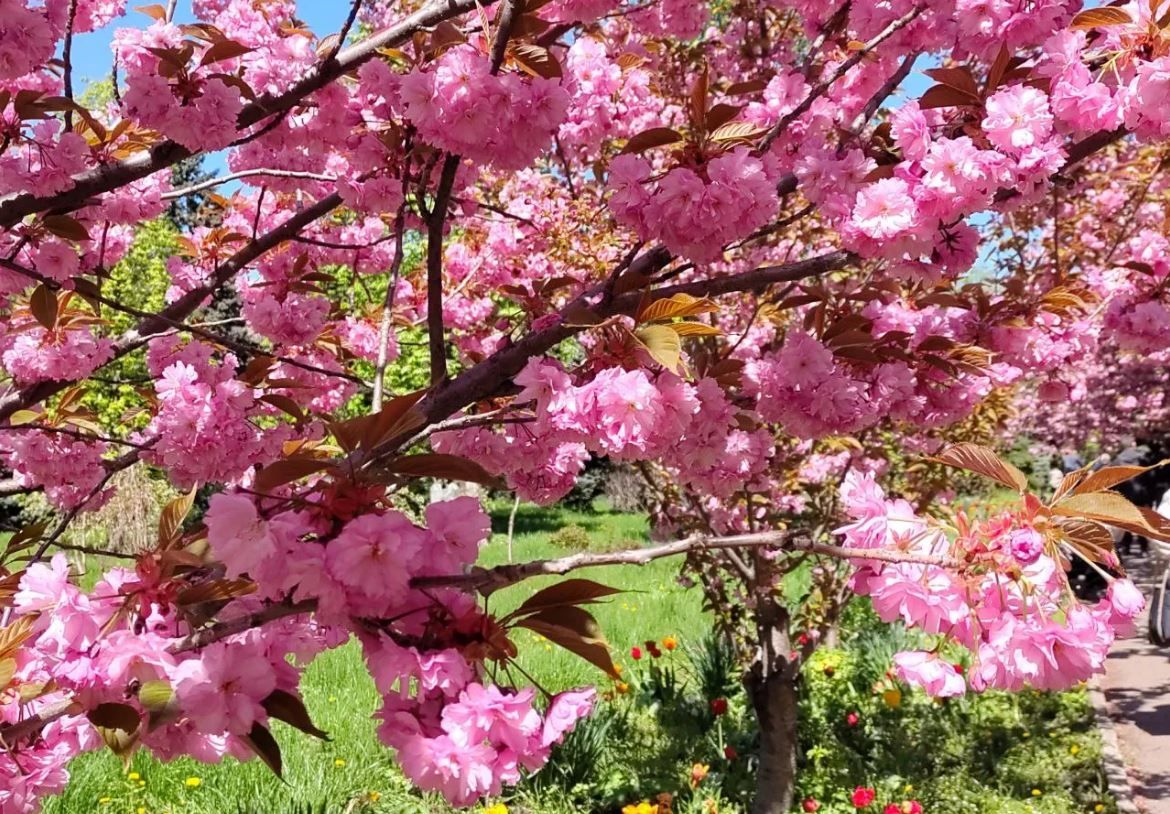 Дерева вкриті рожевими хмарами: у Дніпрі розквітнула відома алея сакур