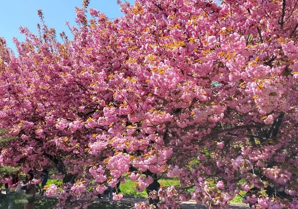 Дерева вкриті рожевими хмарами: у Дніпрі розквітнула відома алея сакур