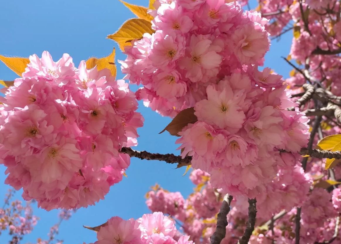 Дерева вкриті рожевими хмарами: у Дніпрі розквітнула відома алея сакур