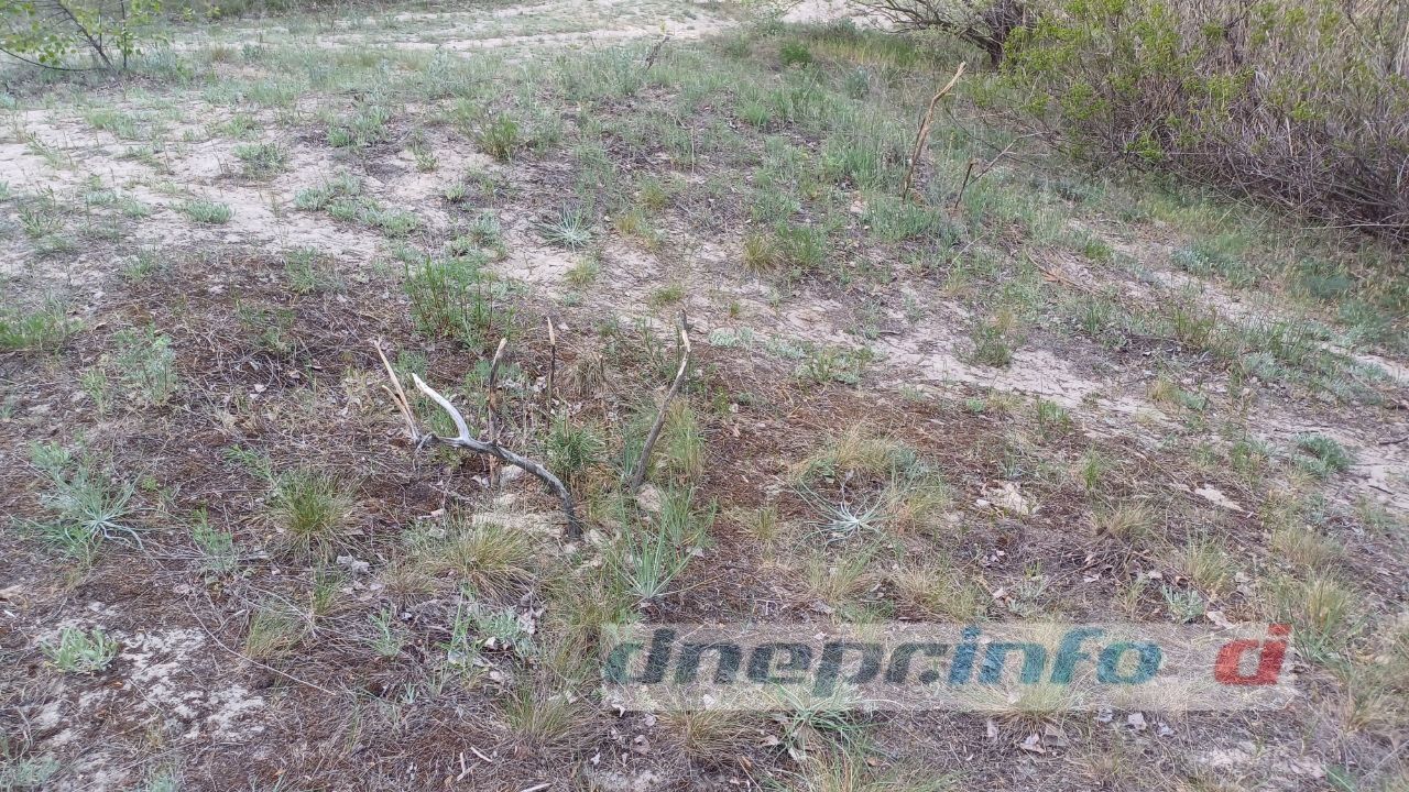 photo_2025-05-07_18-45-23 Висаджені ялинки