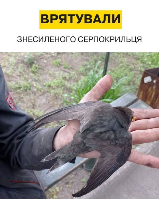 495485048_964053019262688_1593024706843556829_н Спасенный серпокрылец