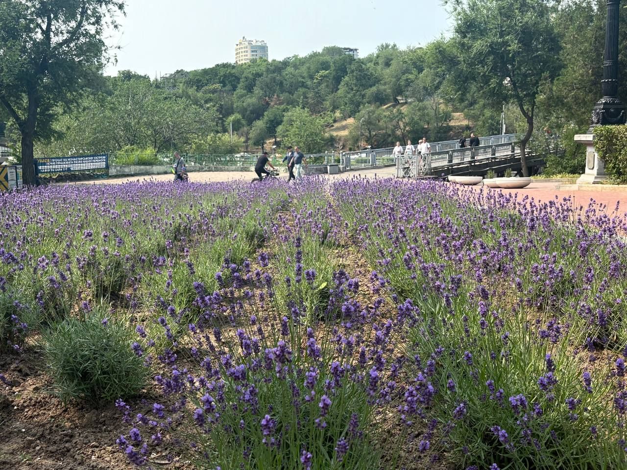 photo_2025-06-05_11-08-37 Поле лаванди на Монастирському острові