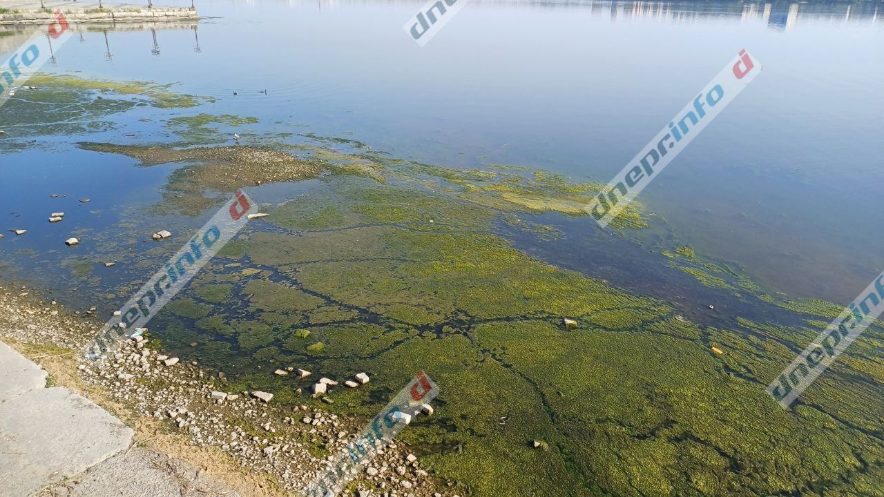 фото_2025-06-09_19-18-43 (3) На поверхности образовались "болотные островки"