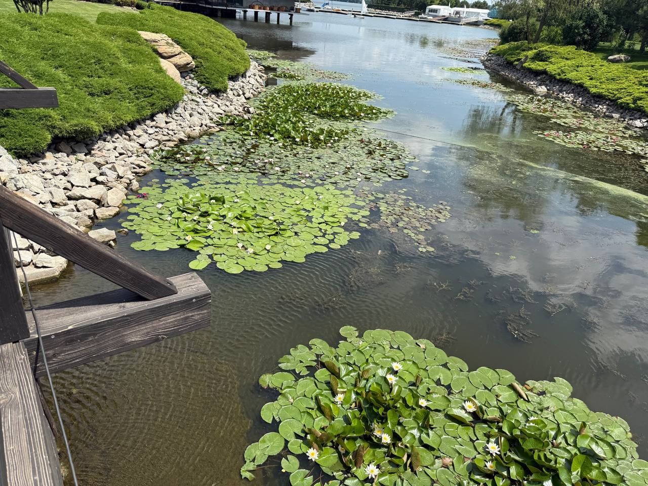 509351831_122149520108597860_6285939458891101516_н (1) Водоем, где нашли дохлую рыбу