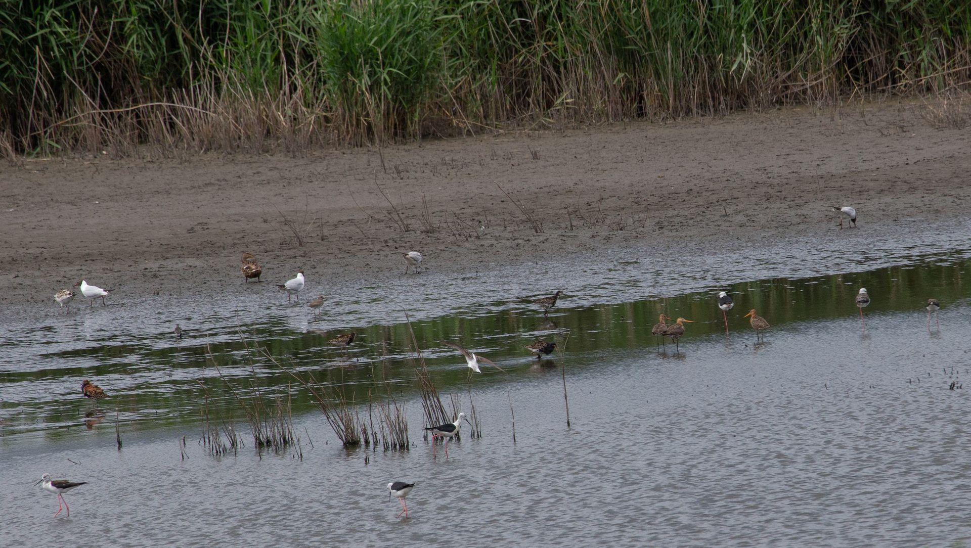 “Пташинний рай”: у Кривому Розі біля водойми зазнімкували унікальне різноманіття пернатих