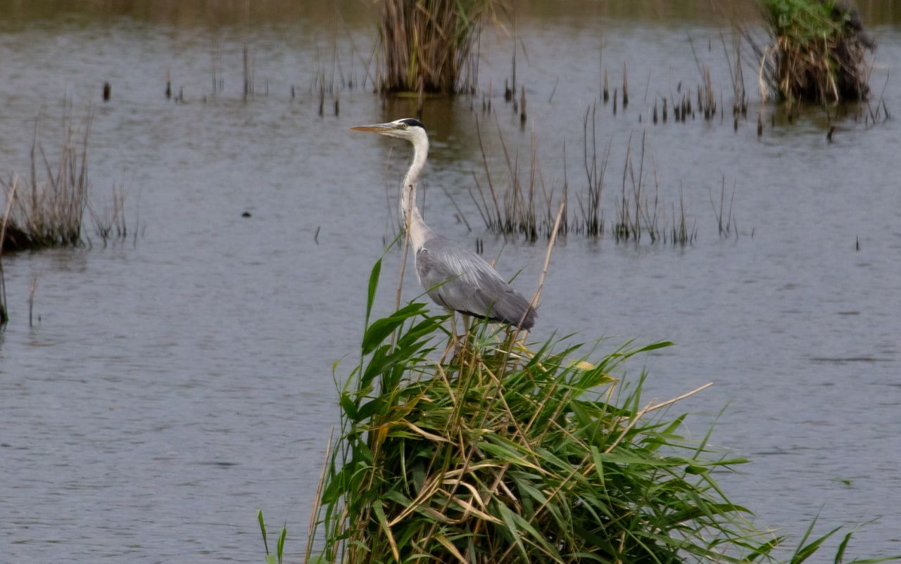 “Пташинний рай”: у Кривому Розі біля водойми зазнімкували унікальне різноманіття пернатих