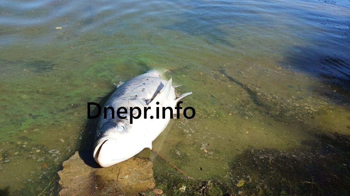 Водойма Риба помирає біля берега річки Дніпро