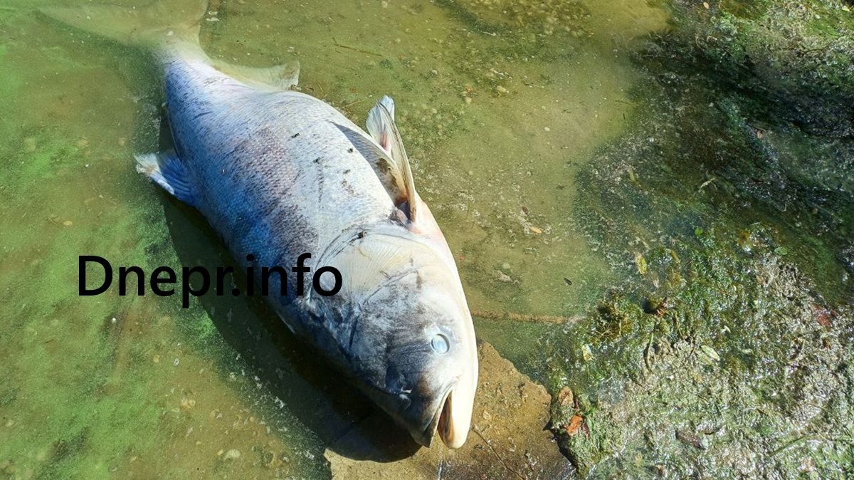 Водойма На берег викидає величезних риб. Фото: Dnepr.info.