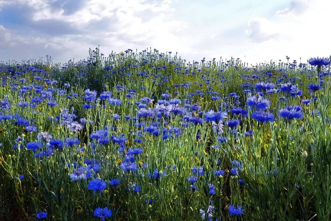 Де на Дніпропетровщині можна побачити величезне волошкове поле