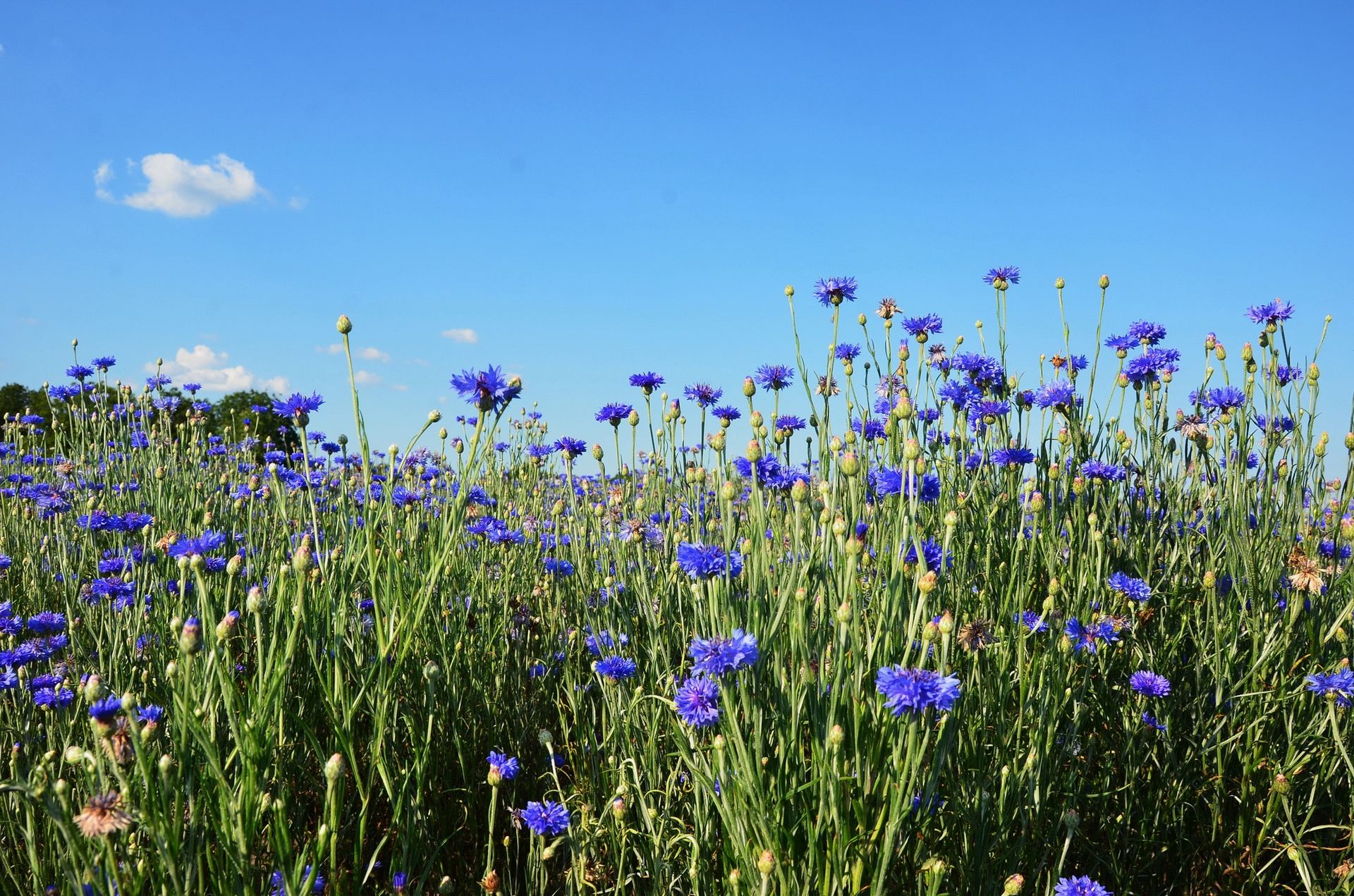 Де на Дніпропетровщині можна побачити величезне волошкове поле