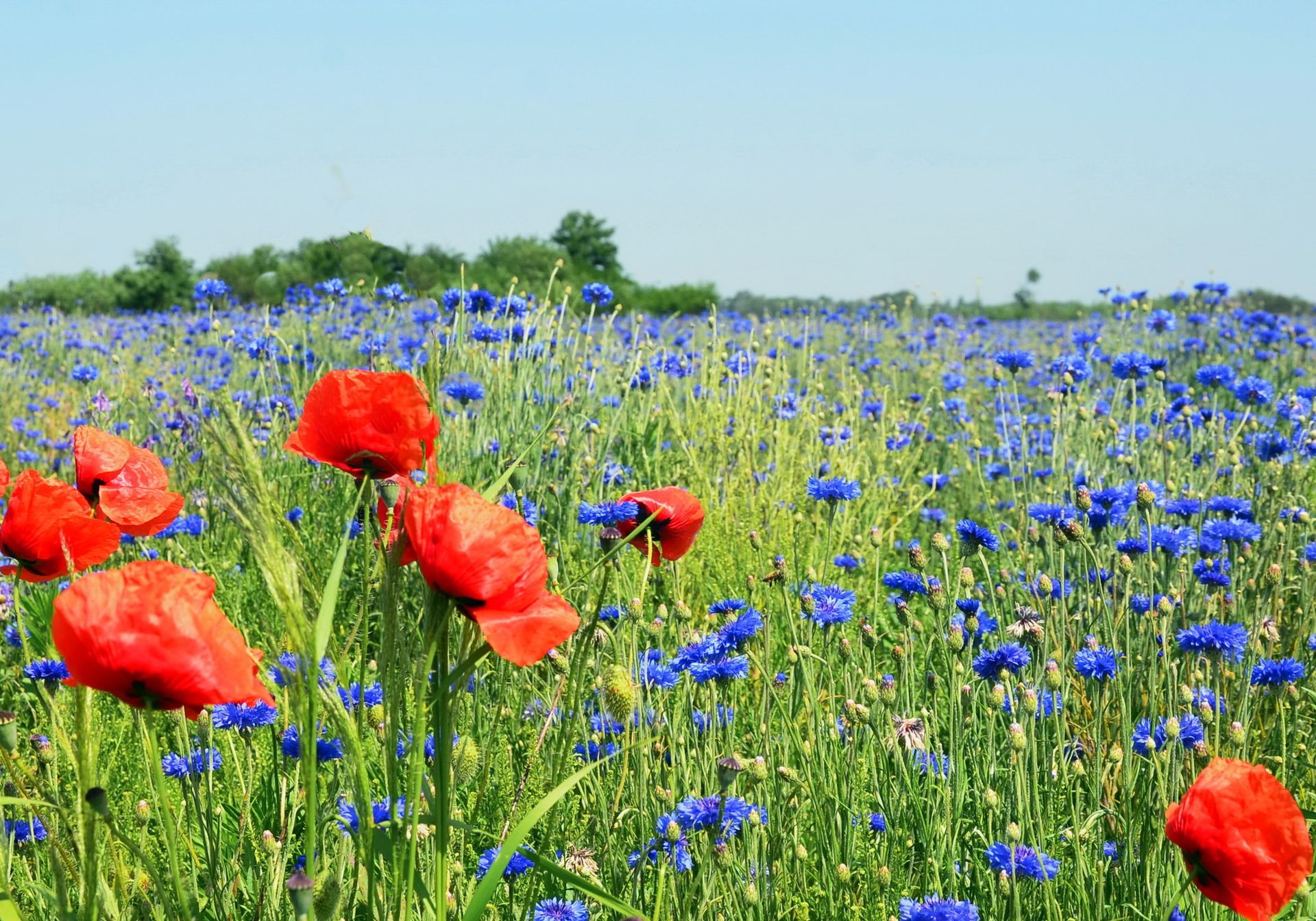 Де на Дніпропетровщині можна побачити величезне волошкове поле