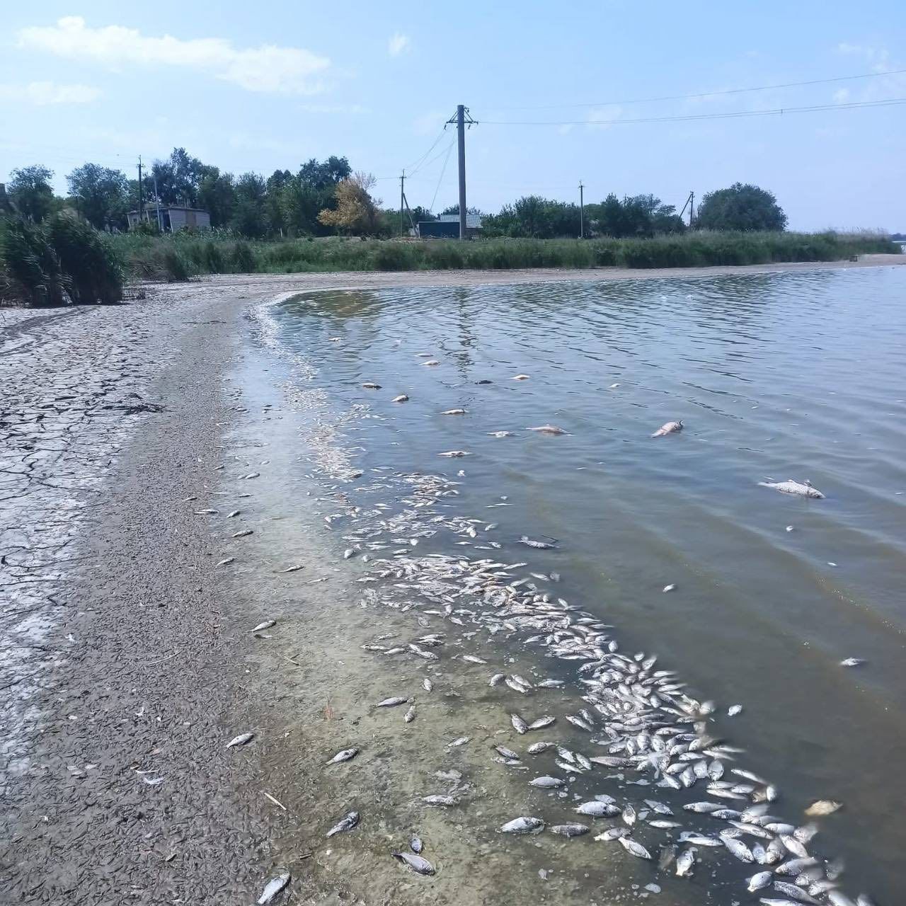 В громаде на Днепропетровщине массово погибает рыба: стала известна причина