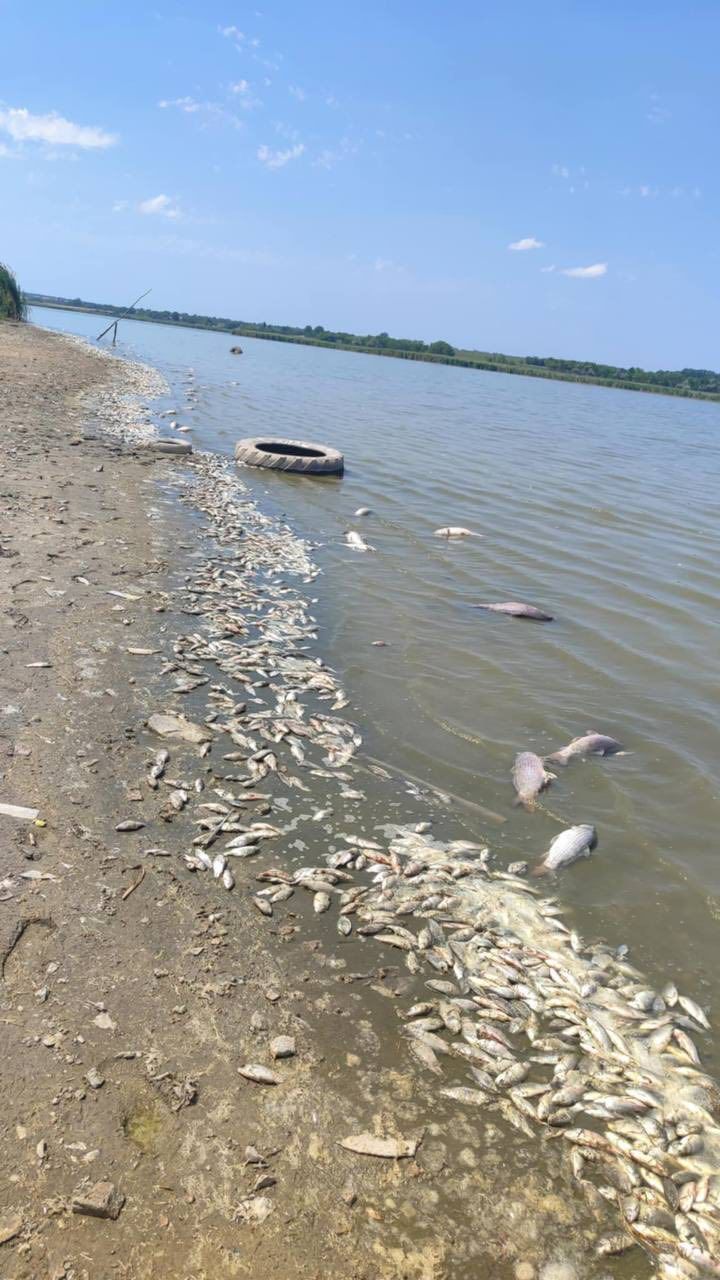 В громаде на Днепропетровщине массово погибает рыба: стала известна причина