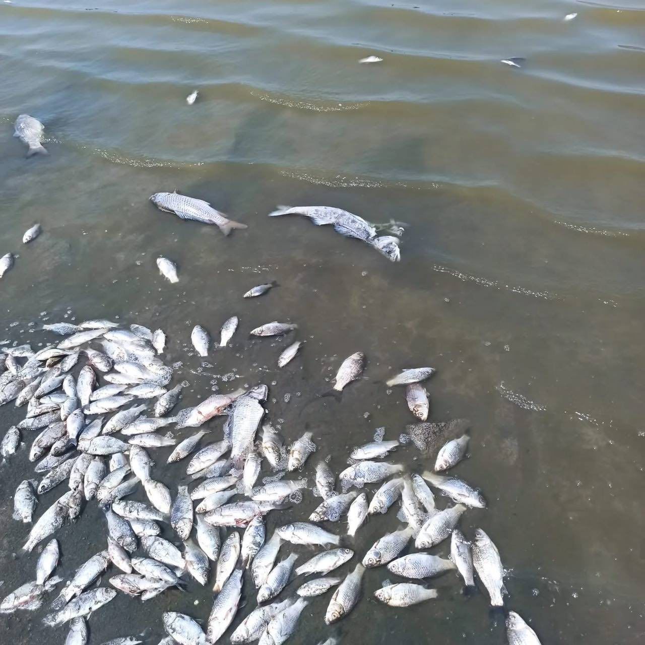 В громаде на Днепропетровщине массово погибает рыба: стала известна причина