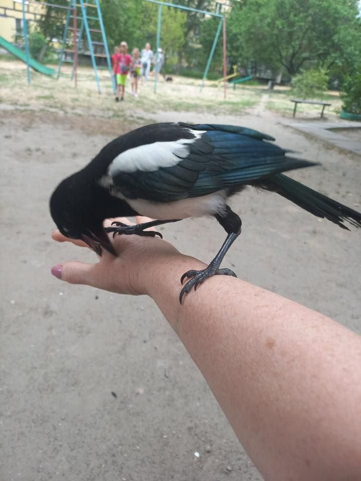 518423838_1795427618016411_1355561929248310162_n (1) Сорока на плечі