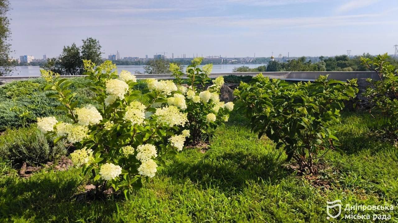 У парках та скверах Дніпра масово квітнуть гортензії: чарівні фото