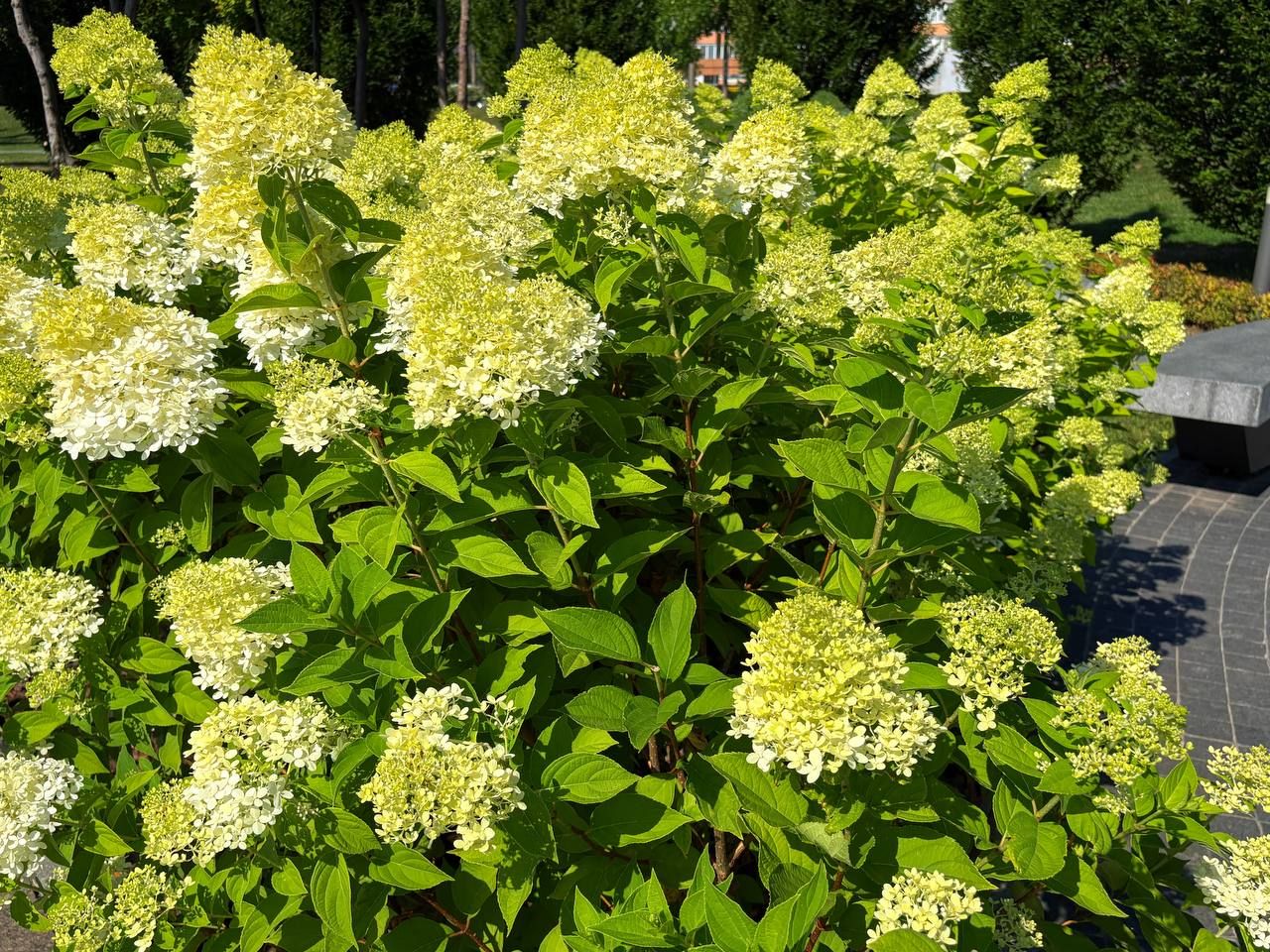 У парках та скверах Дніпра масово квітнуть гортензії: чарівні фото