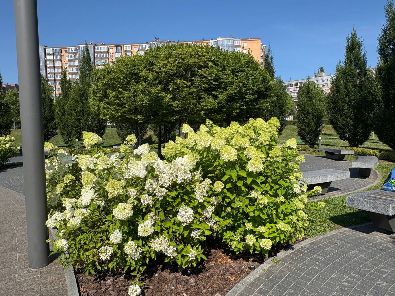 У парках та скверах Дніпра масово квітнуть гортензії: чарівні фото