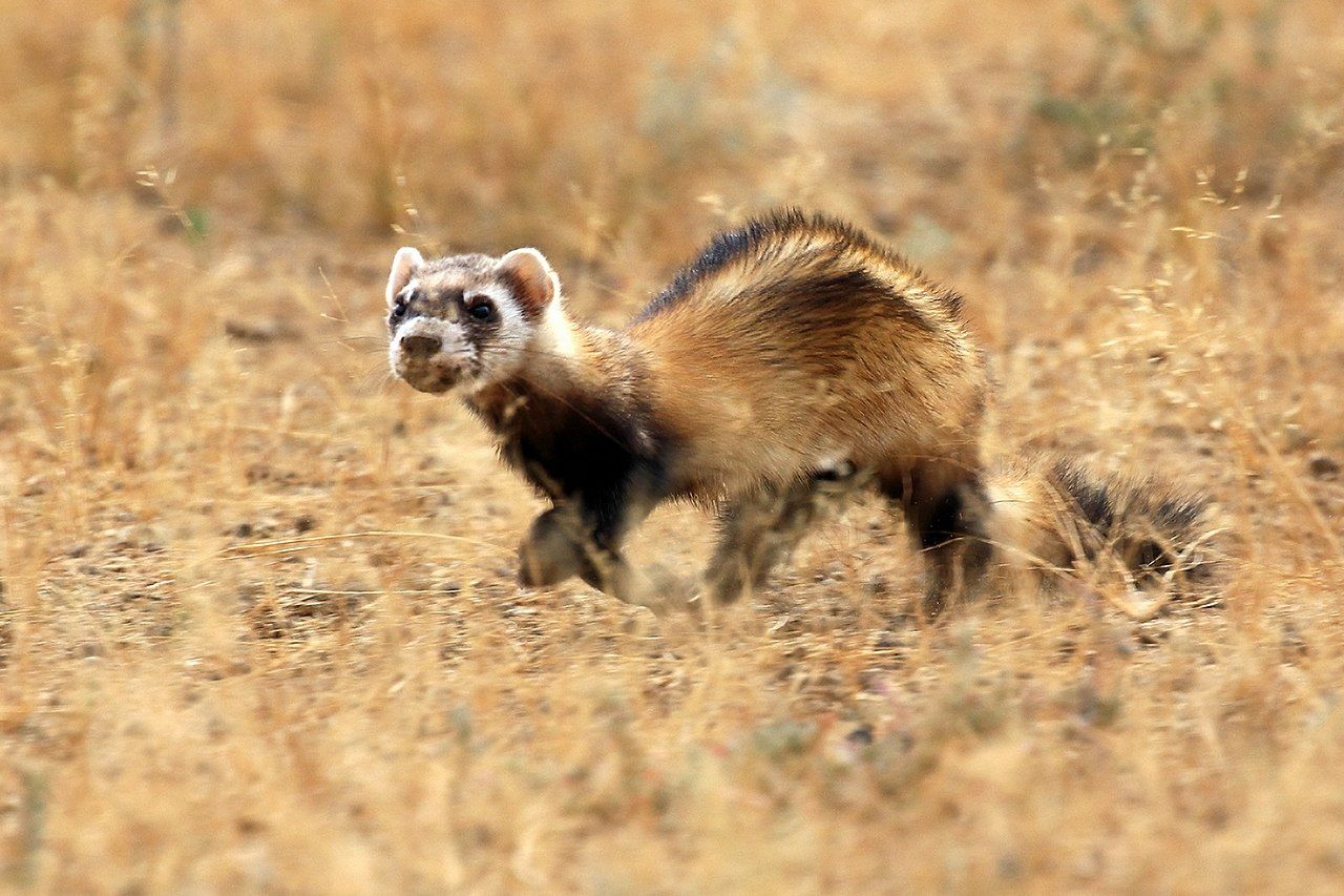 1280px-Wild_steppe_polecat Хорек степной. Фото: "Википедия".