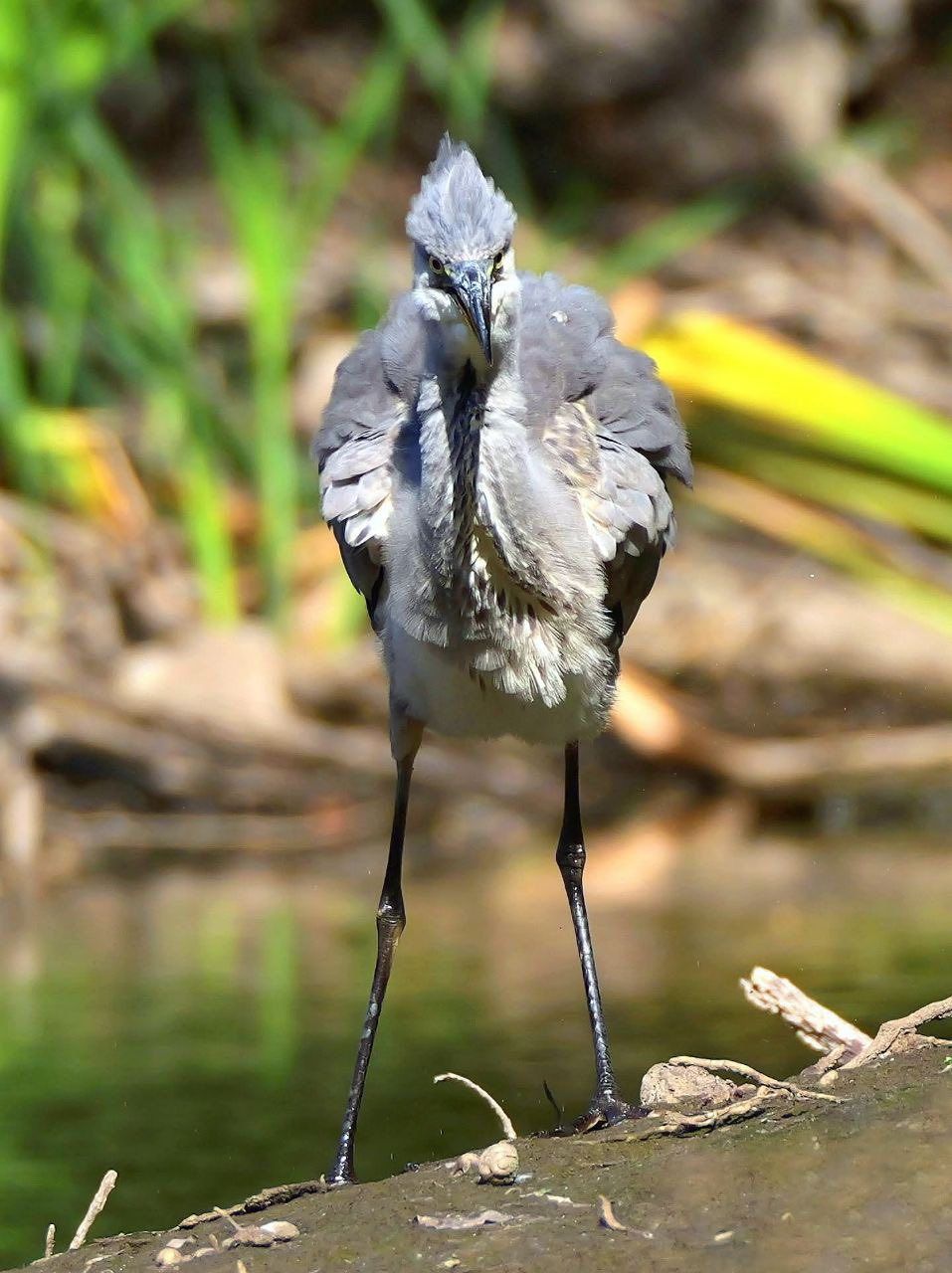 У Дніпрі помітили рідкісного дикого птаха: фото