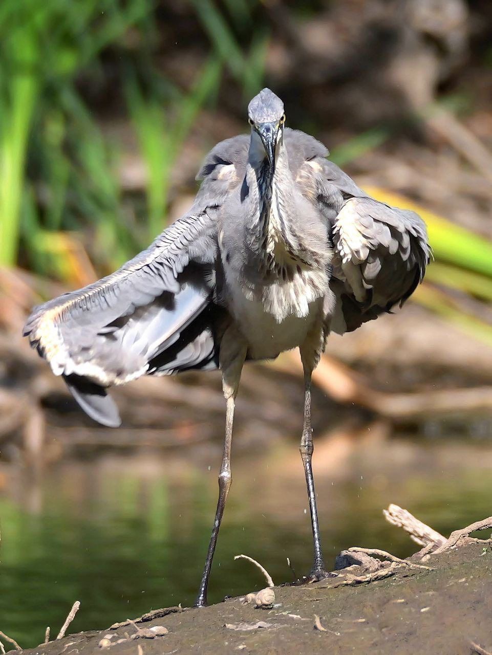 У Дніпрі помітили рідкісного дикого птаха: фото