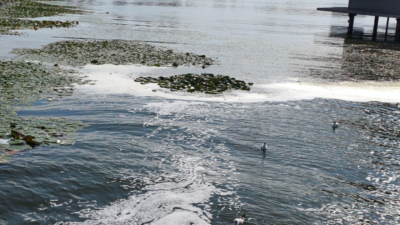 photo_2025-09-10_13-18-31 Піна на поверхні води