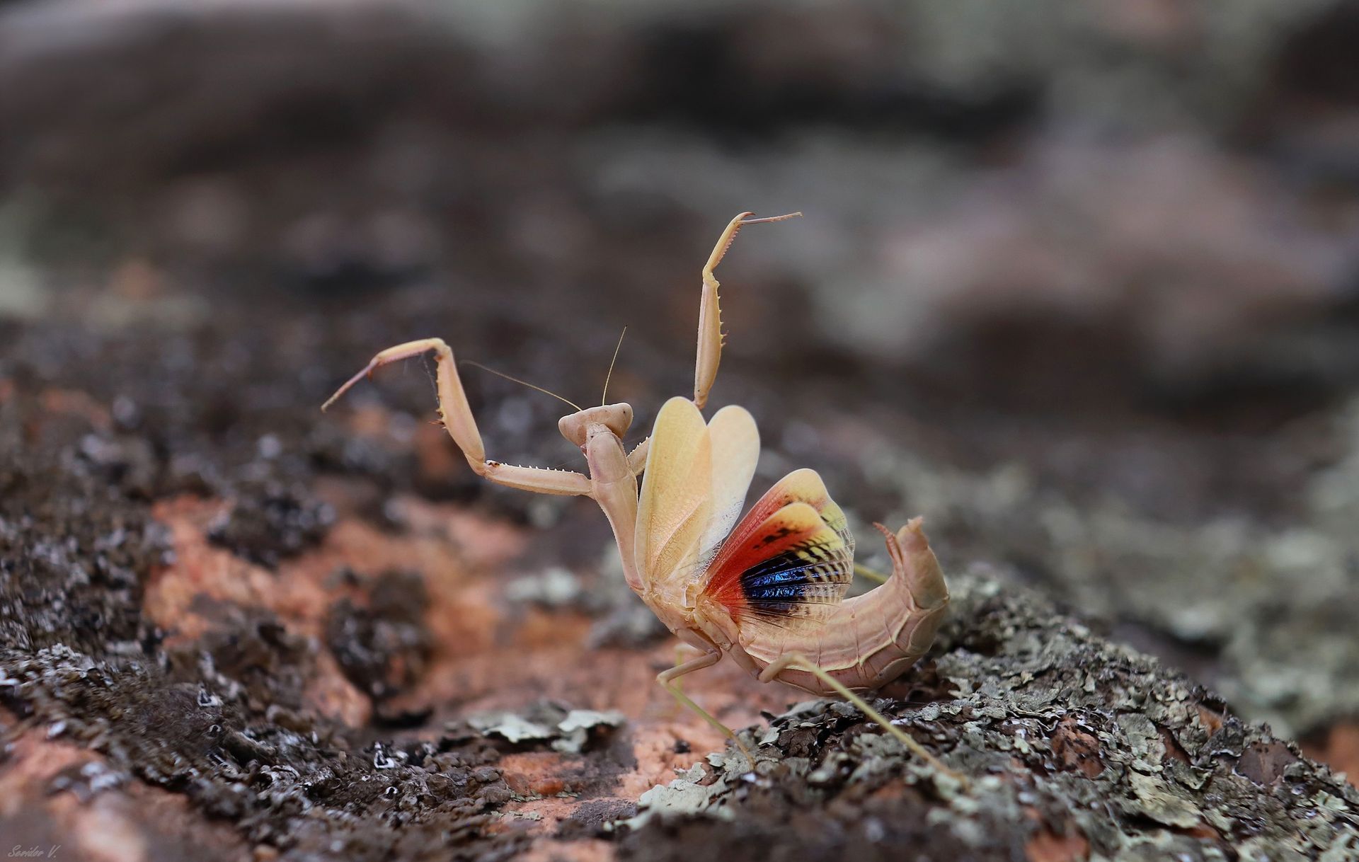 В Днепропетровской области зафиксировали уникального краснокнижного богомола