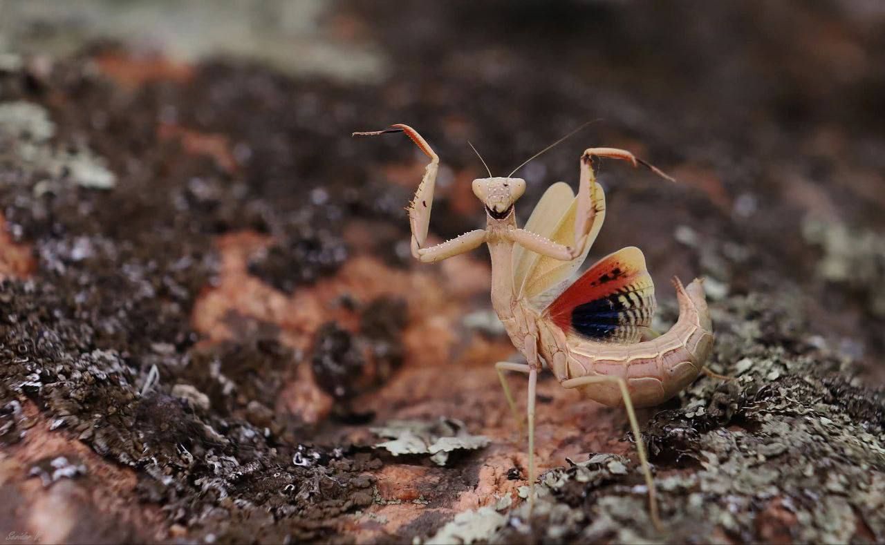 В Днепропетровской области зафиксировали уникального краснокнижного богомола