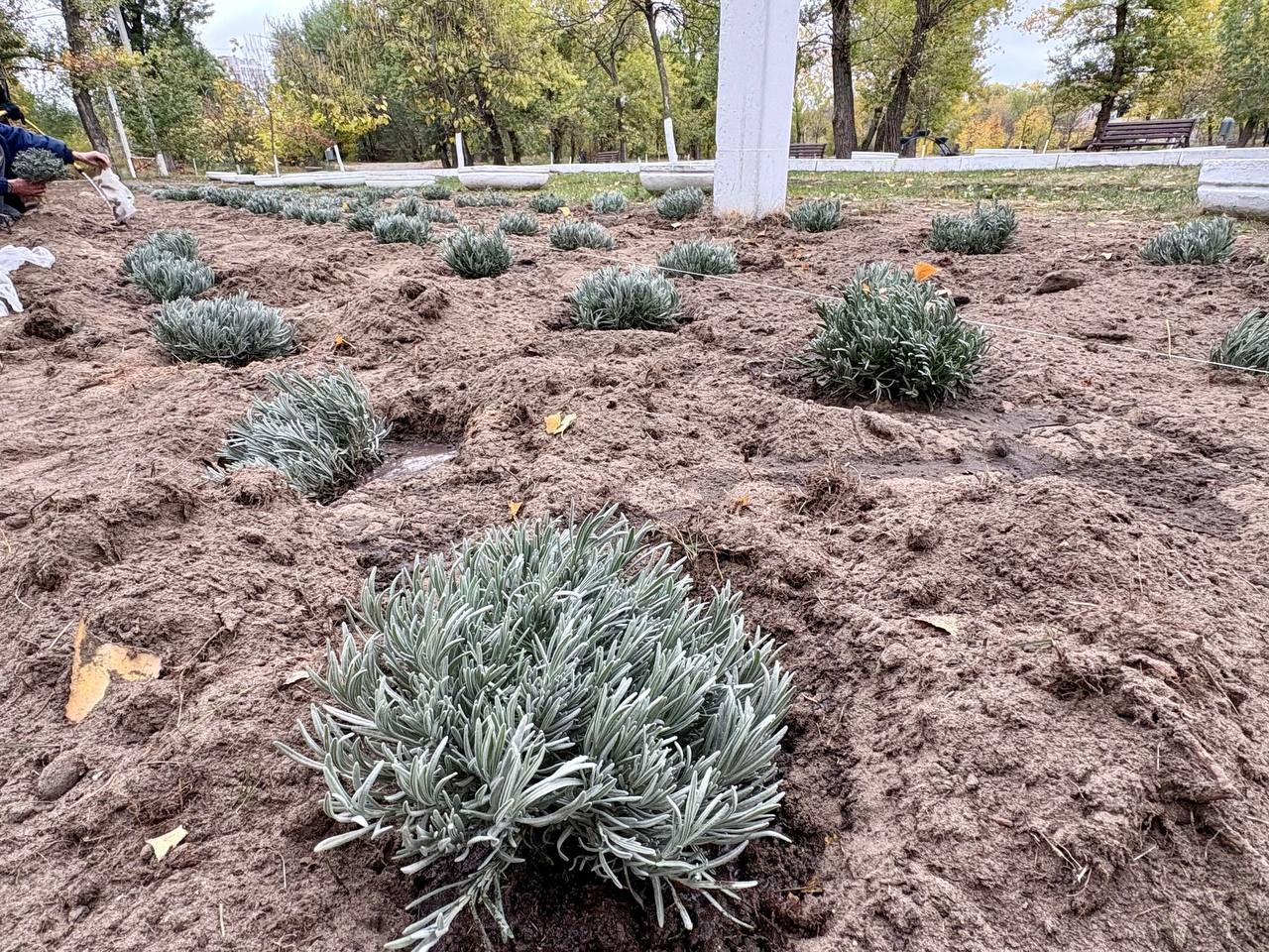 фото_2025-10-21_12-39-18 Кусты лаванды. Фото: Департамент парков