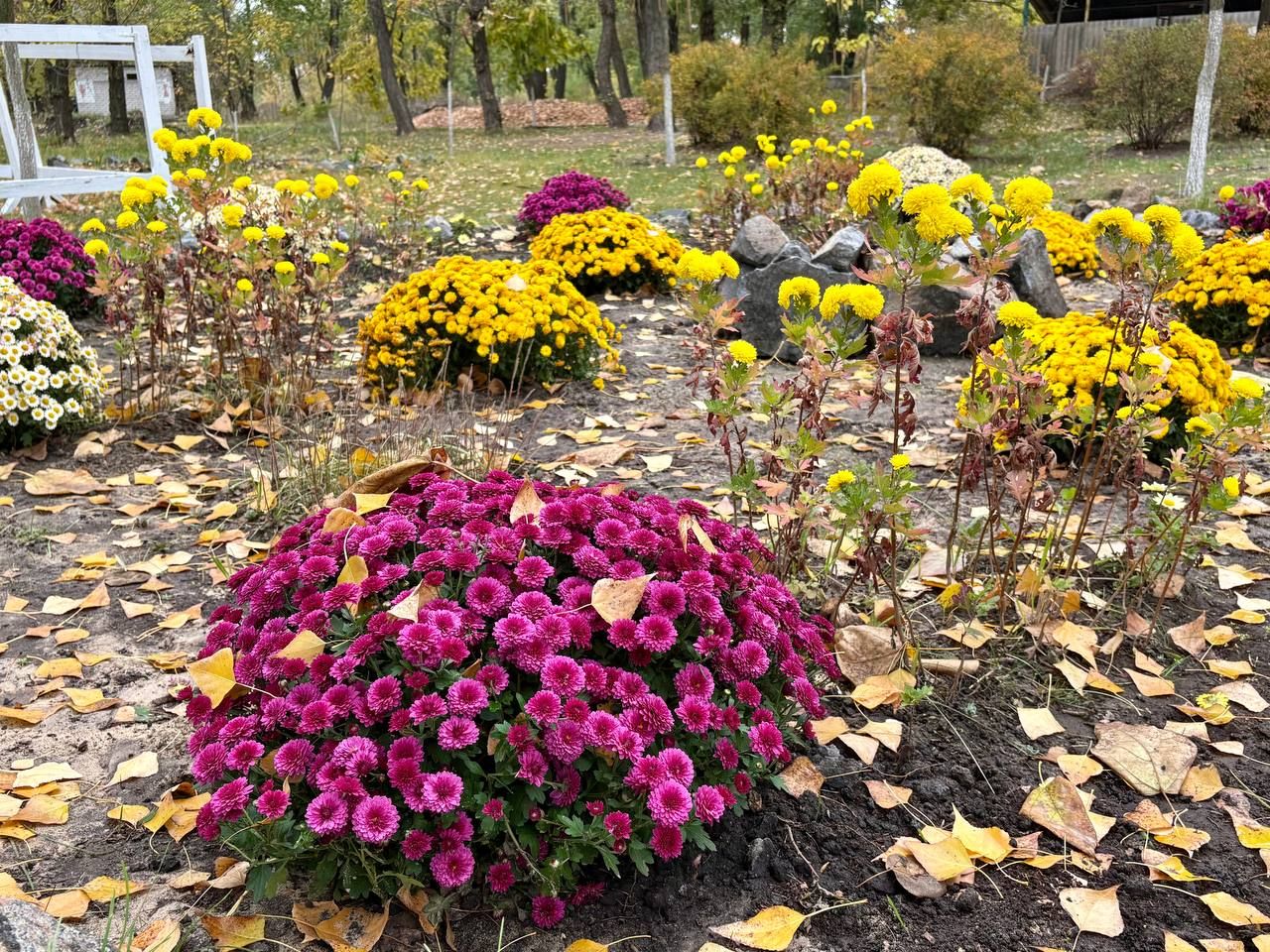 фото_2025-10-21_12-39-18 (2) Хризантемы. Фото: Департамент парков
