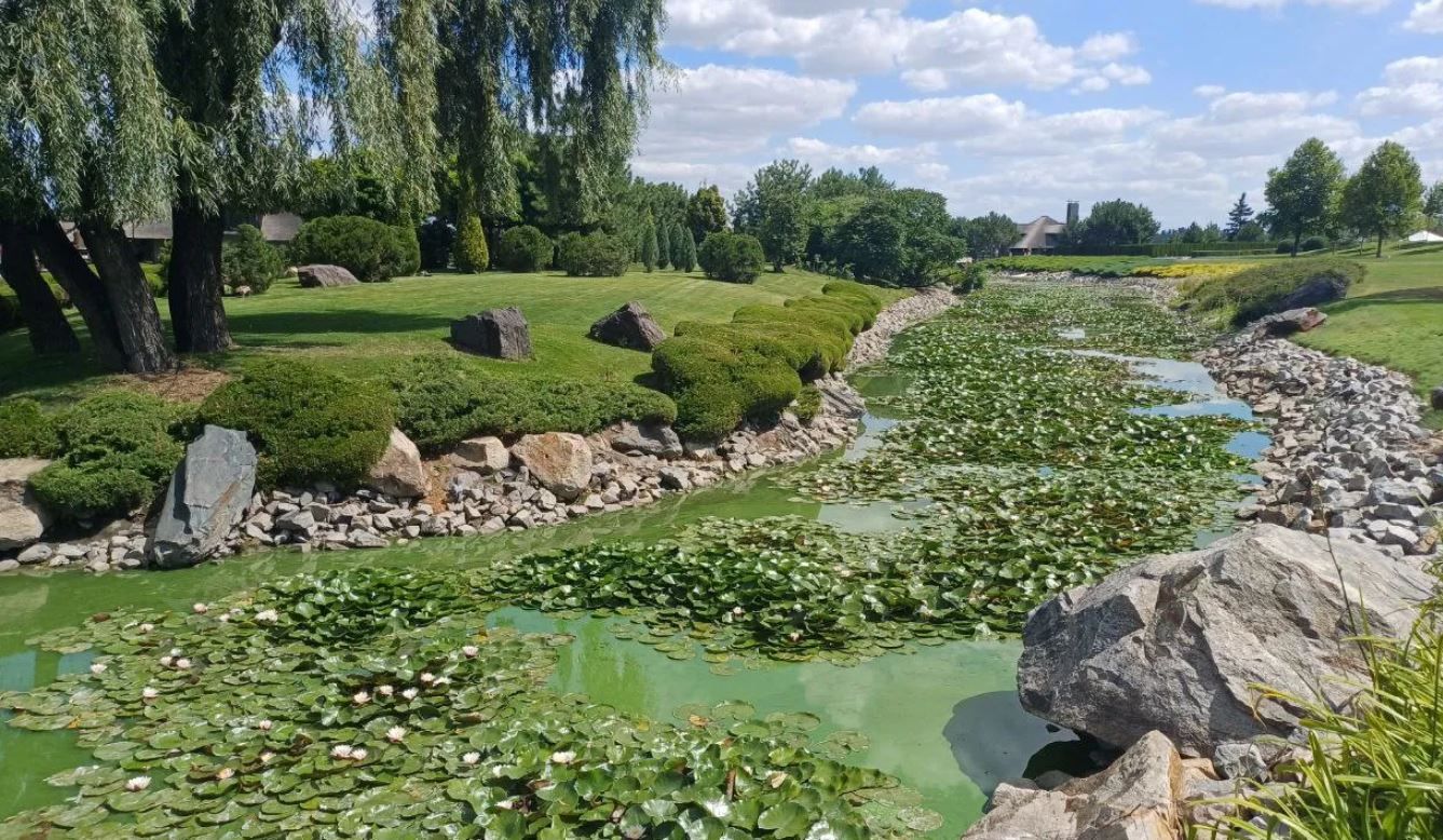 Зеленая вода в яхт-клубе Сечь летом 2025 года. Фото: Dnepr.info