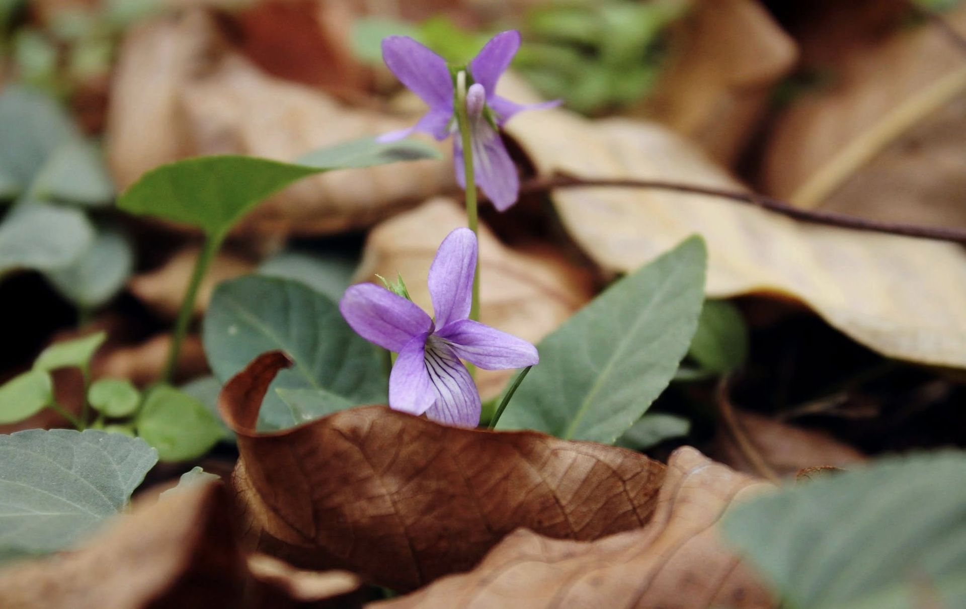 Фиалка развеялась осенью в Днепре. Фото: Оксана Вернер