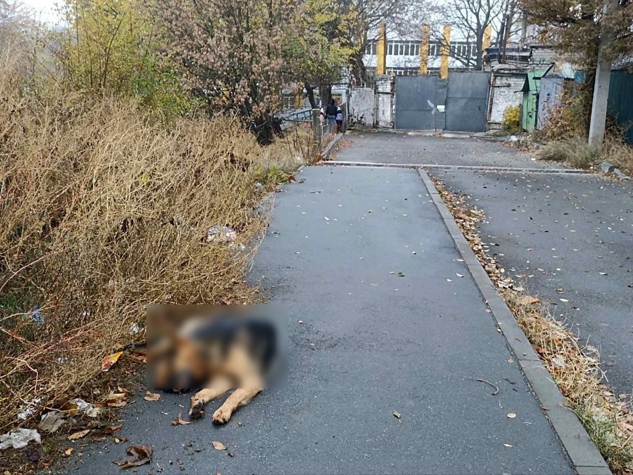 photo_2025-11-06_12-45-25 Собаку знайшли посеред вулиці