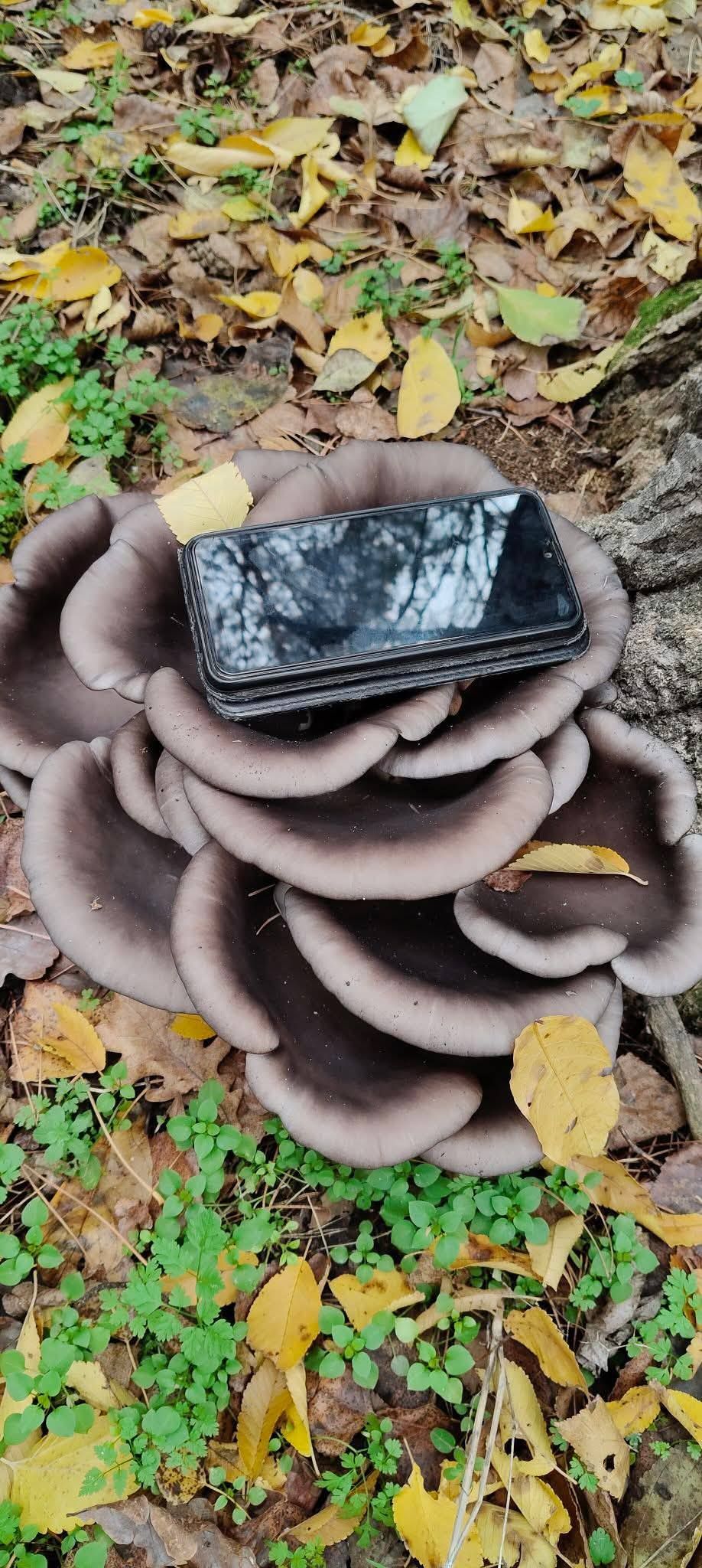 Гриби, які знаходять жителі Дніпра. Фото: Facebook / "Грибники Дніпро".