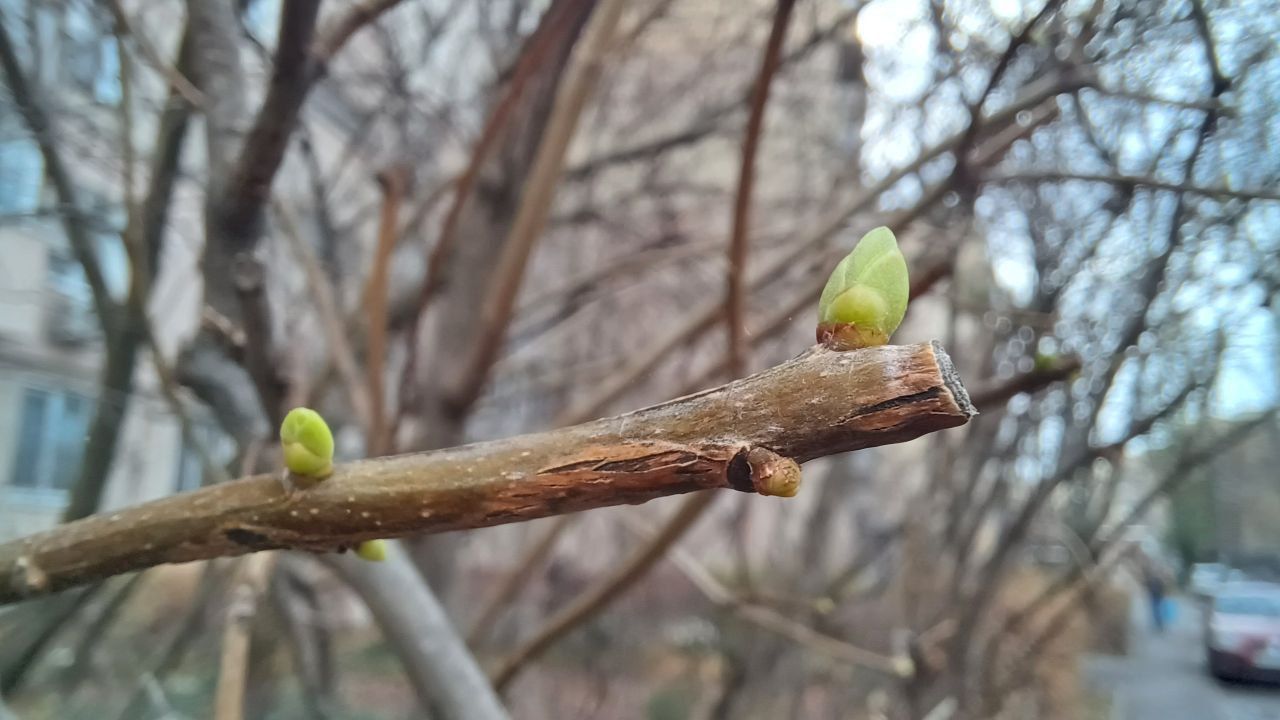 IMG_20251118_154713_116 Зелені бруньки з'явилися на бузку