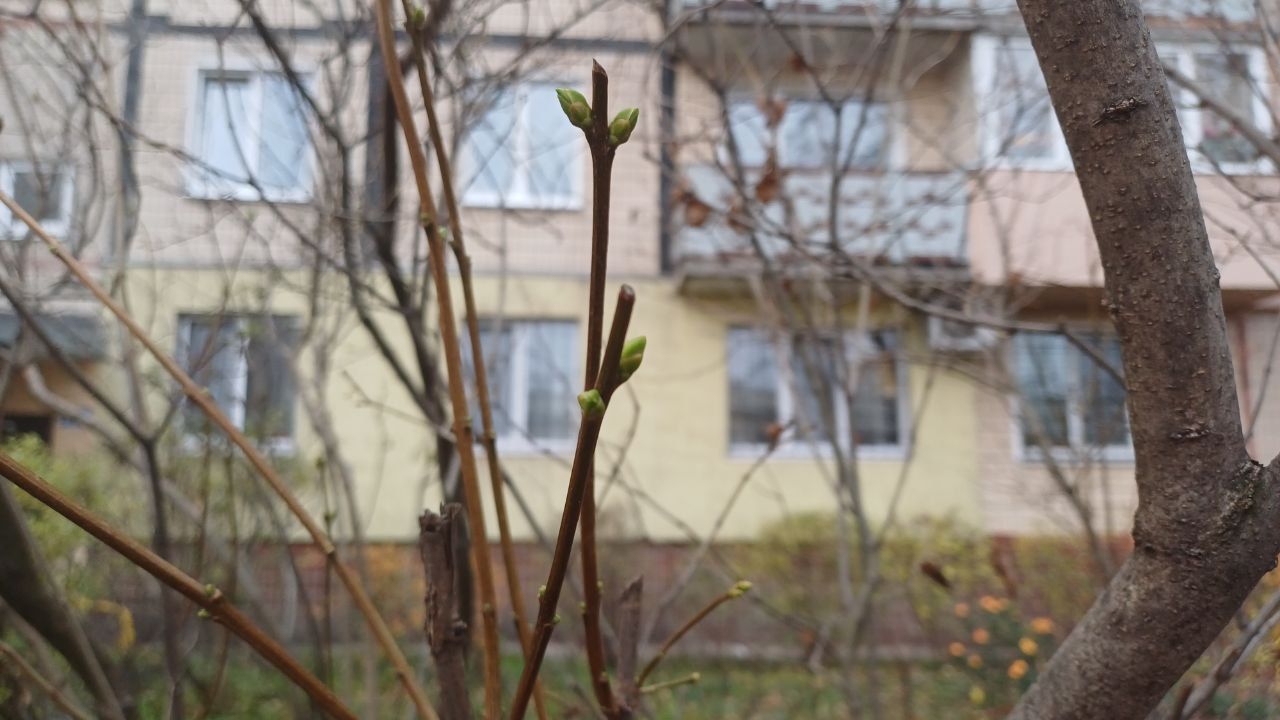 IMG_20251118_154054_948 Бузок розпускається передчасно