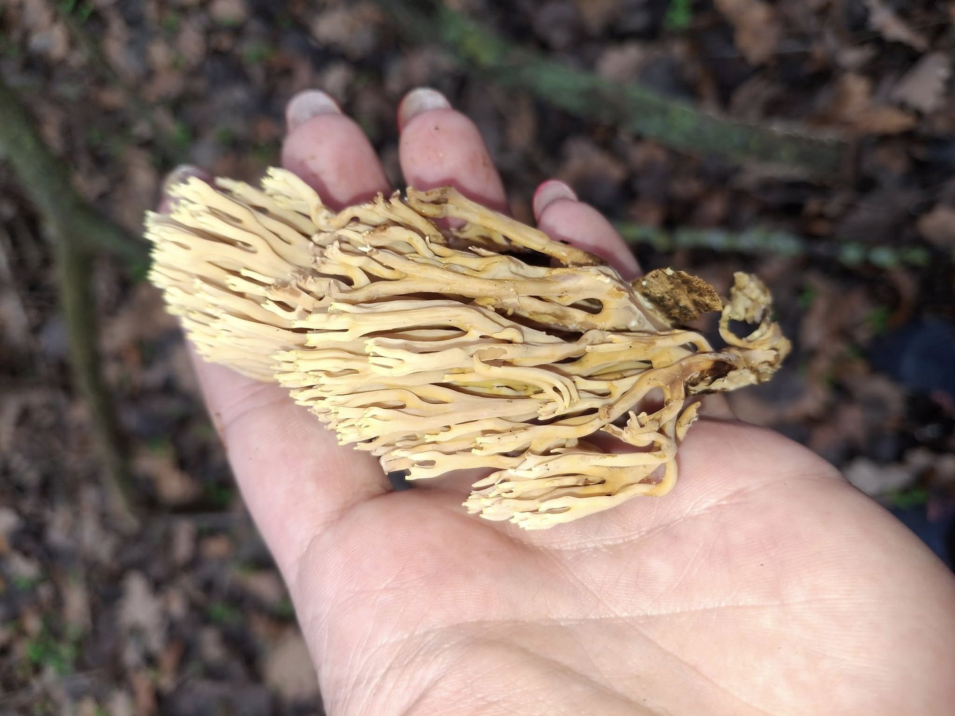 Гриб у формі корала. Фото: "Грибники Дніпро". 